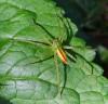 Micrommata virescens